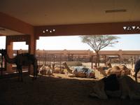 Kamelmarkt in Al Ain