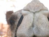 Kamelmarkt in Al Ain