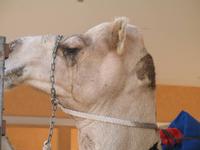 Kamelmarkt in Al Ain