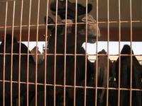 Kamelmarkt in Al Ain