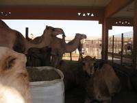 Kamelmarkt in Al Ain