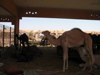 Kamelmarkt in Al Ain