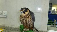 Baumfalke in der Falkenklinik