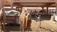 Kamelmarkt Al Ain