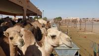 Kamelmarkt Al Ain