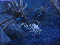 Im Aquarium in der Dubai Maill