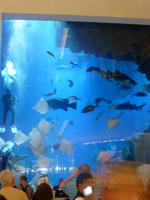 Aquarium in der Dubai Mall