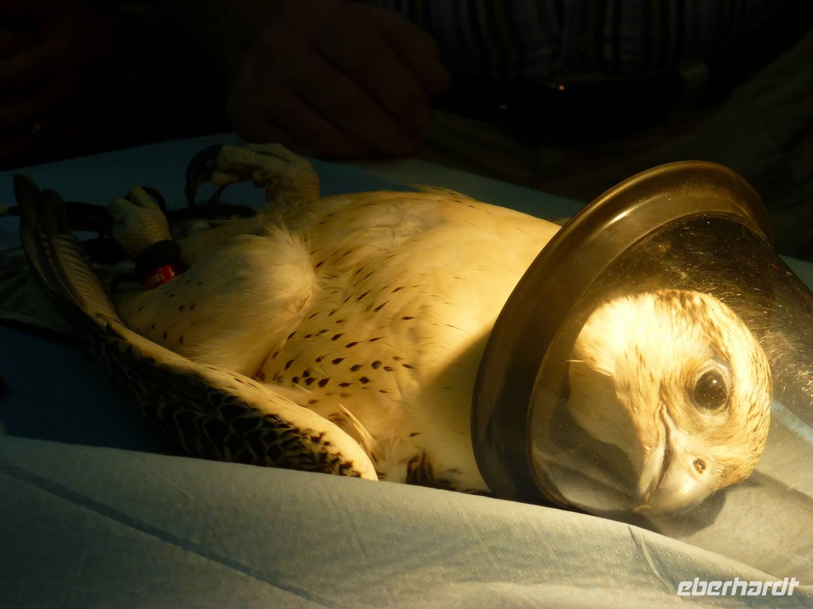 Falkenklinik Dr. Müller Abu Dhabi