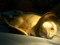 Falkenklinik Dr. Müller Abu Dhabi