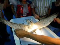 Falkenklinik Dr. Müller Abu Dhabi