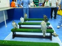 Falkenklinik Dr. Müller Abu Dhabi