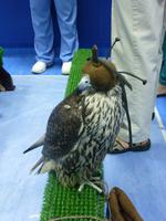 Falkenklinik Dr. Müller Abu Dhabi