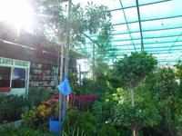 Marktbesuch auf dem Weg zur Ostküste