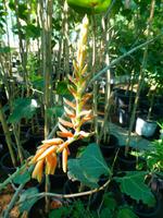 Marktbesuch auf dem Weg zur Ostküste