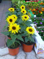 Marktbesuch auf dem Weg zur Ostküste