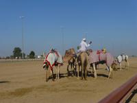 an der Kamelrennstrecke