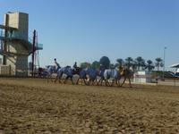 an der Kamelrennstrecke