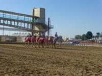 an der Kamelrennstrecke