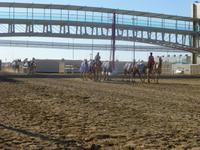 an der Kamelrennstrecke