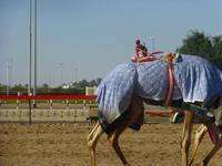 an der Kamelrennstrecke