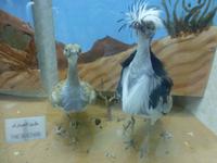 Al Ain Nationalmuseum