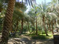 Al Ain Oase