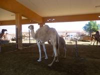 Al Ain Kamelmarkt