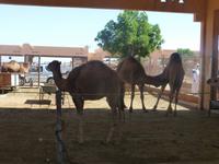 Al Ain Kamelmarkt