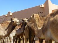 Al Ain Kamelmarkt