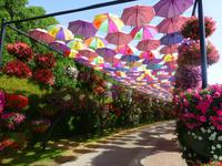 Miracle Garden Dubai