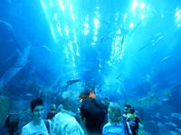 Dubai Mall Aquarium