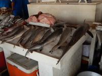 Sharjah Fischmarkt