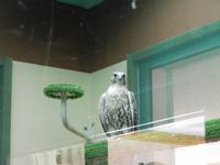 Falkenklinik Abu Dhabi