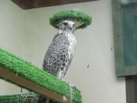 Falkenklinik Abu Dhabi