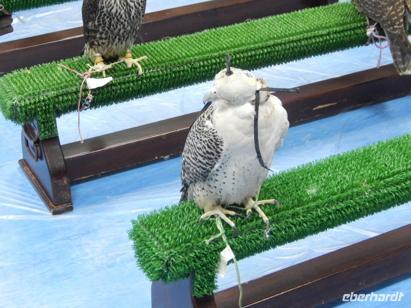 Falkenklinik Abu Dhabi
