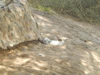 Heritage Village Abu Dhbai