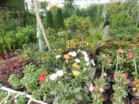 Freitagsmarkt auf dem Weg zur Ostküste