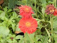 Freitagsmarkt auf dem Weg zur Ostküste