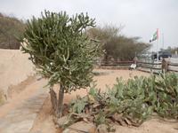 Älteste Moschee der Emirate