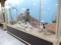 Al Ain Museum