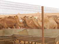 Kamelmarkt in Al Ain