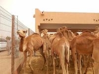 Kamelmarkt in Al Ain