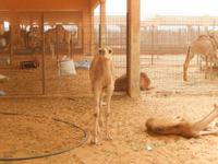 Kamelmarkt in Al Ain