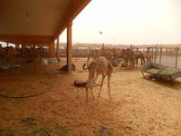 Kamelmarkt in Al Ain