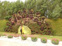 Miracle Gardens in Dubai