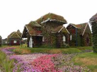 Miracle Gardens in Dubai