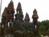 Miracle Gardens in Dubai
