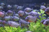 Dubai Mall - Aquarium