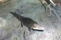 Dubai Mall - Aquarium