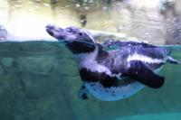 Dubai Mall - Aquarium